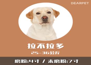 寵物骨灰盒尺寸怎麼算？按體重選不踩雷