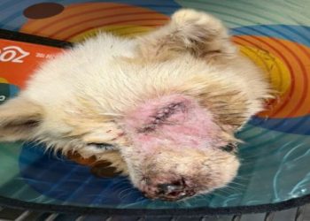 流浪狗狗火化公益專案：台北免費服務申請條件