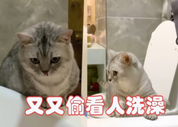 貓咪偷喝啤酒醉倒打呼,次日見酒瓶繞路走怕宿醉