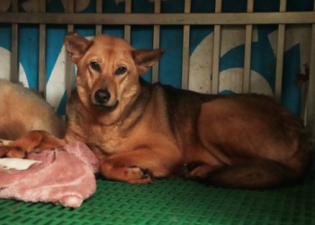 流浪犬母子獲救援!萬人齊送祝福盼半癱狗媽重新站起