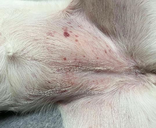 狗狗內出血症狀很致命?教你快速判斷與處理