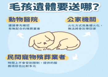 寵物殯葬指南：如何規劃毛孩的最後一程？