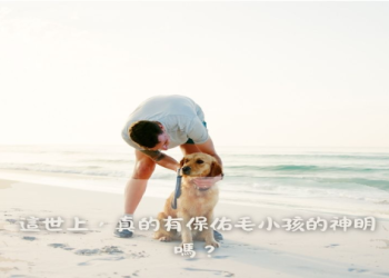 寵物醫院如何處理遺體？火化合作機構內幕揭露