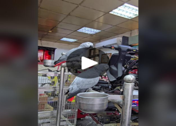 鸚鵡模仿警衛喊「掃碼測溫」,快遞員對空氣掃碼笑翻