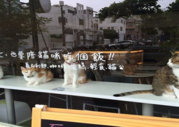台中寵物咖啡廳爆集體染病!30 只貓咪確診貓瘟緊急關店