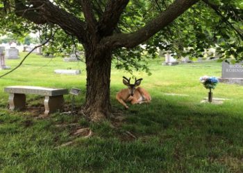 骨灰植樹後樹死了怎麼辦？台灣園區補植政策