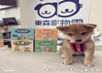 柴犬模仿廣場舞大媽扭臀,社區廣場成「社交名場面」