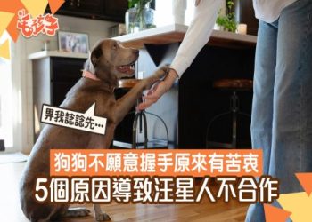 在和狗狗說再見之前,你該完成的幾件重要事情