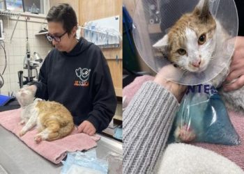 多隻貓咪合葬火化：台南權益保障與流程指南