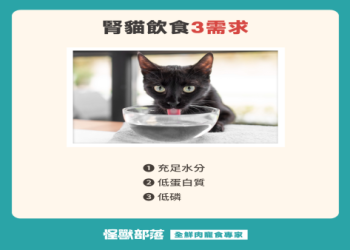 貓咪腎衰竭第三期(中期)的治療方針與居家餵養重點