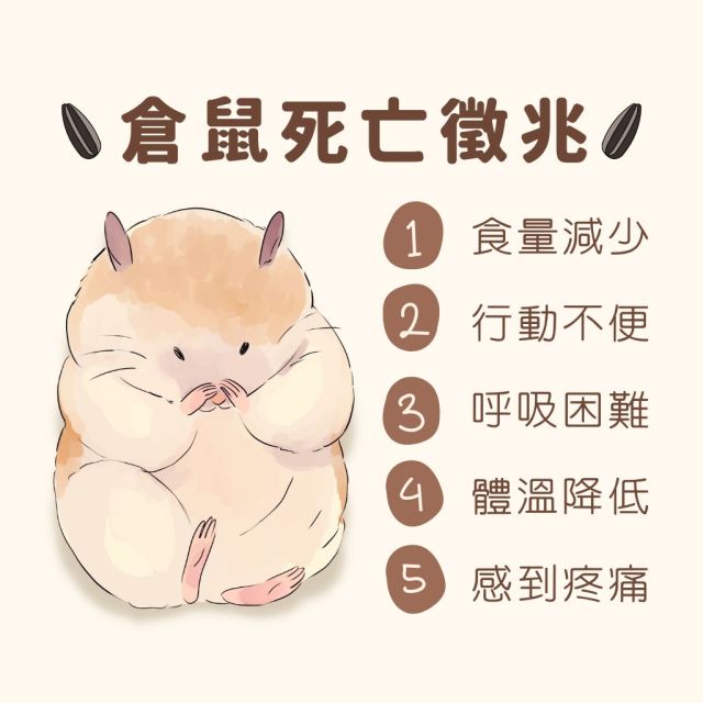 黃金鼠突然死亡怎麼辦?緊急應對措施一次看