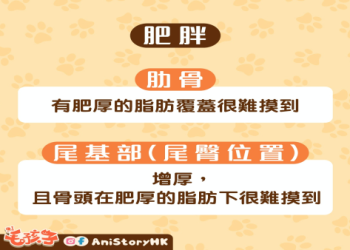 毛孩肥胖害健康!台灣獸醫：控制飲食 + 運動防糖尿病