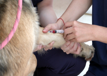 台灣 TNR 成效現!70% 流浪貓結紮 社區衝突減半