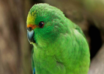 鸚鵡 7 點準時喊「上班遲到扣錢」,休年假主人遭催起