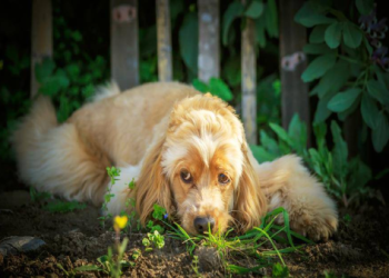 大陸寄台灣寵物骨灰可行嗎？禁運規定 + 合法渠道