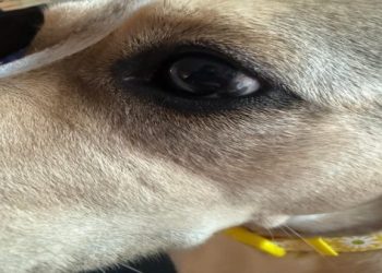 狗狗死亡前內心可能在思考什麼？一個讓九成主人落淚的猜想