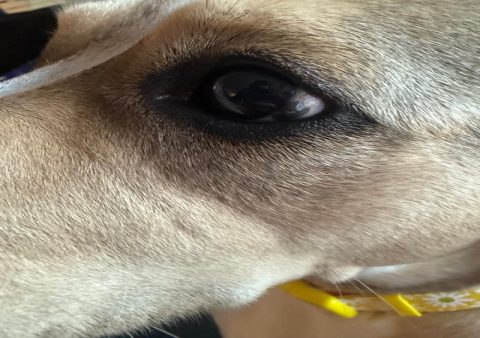 狗狗死亡前內心可能在思考什麼?一個讓九成主人落淚的猜想