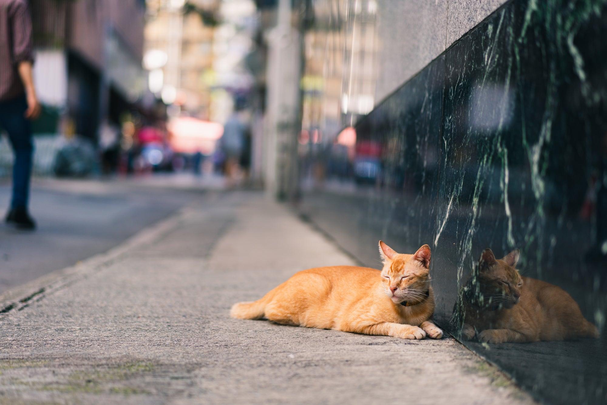 貓過世如何釋放悲傷?專家公開3招療癒心碎方法