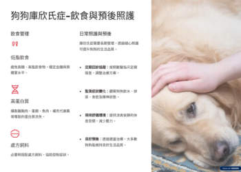 貴賓犬易患隱睾？台灣獸醫：半年 1 次觸診不可少