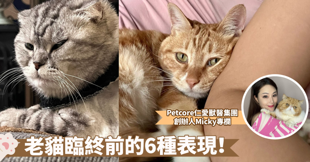 老貓臨終前的表現 | 必備照顧指南讓老貓舒服度過最後日