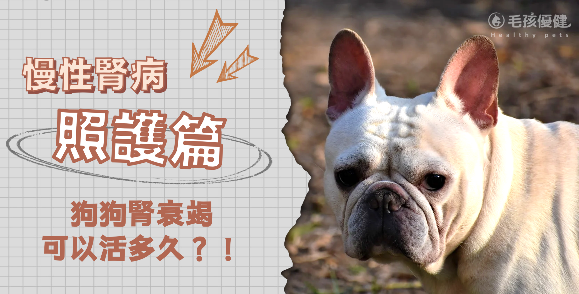 狗 狗 腎 衰竭 可以 活 多久