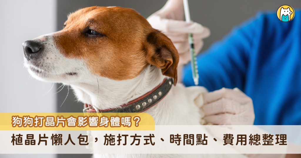 哪裡做狗植晶片好?(費用評價與熱門診所推薦!)