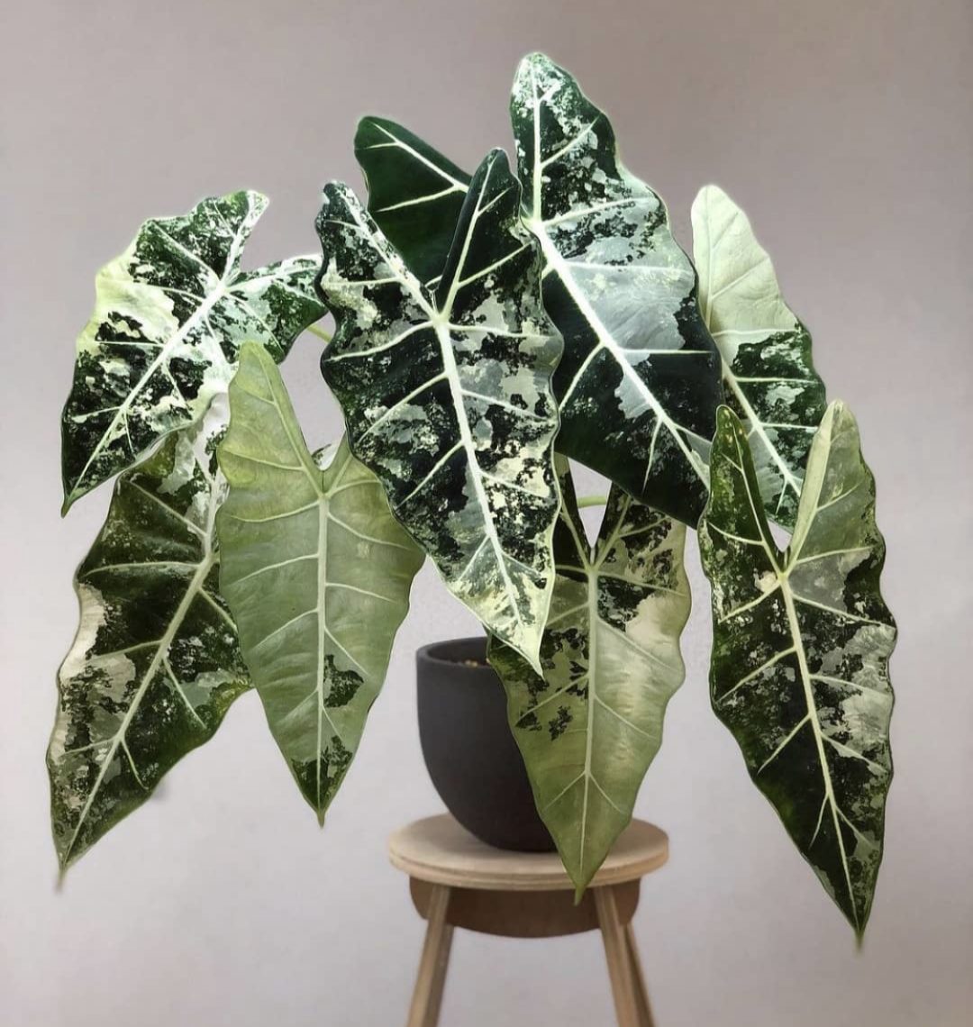 骨灰樹種植全攻略:從準備到養護一次學會