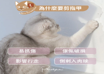 台灣寵物護理指南!清耳朵 + 剪指甲 日常護理不費力