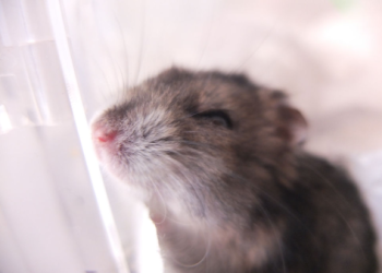 倉鼠離世可以自行火化嗎？獸醫與法規專家提醒潛在風險