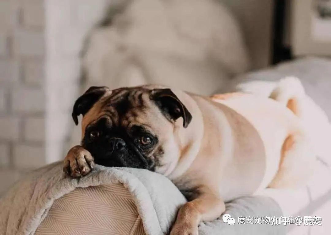 狗狗死了緊急怎麼辦步驟分解和心理恢復專家建議