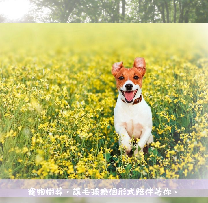 寵物樹葬是什麼意思?(一篇文章帶你全面了解這種紀念方式)