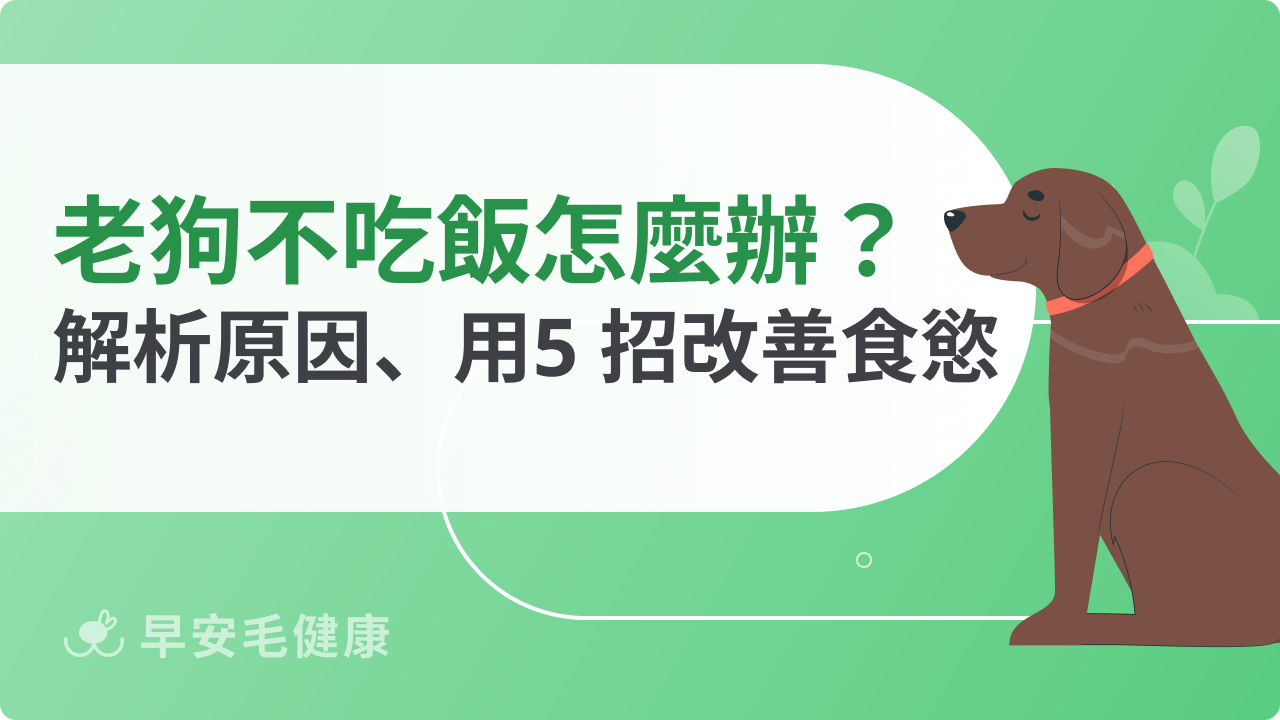 老狗食慾不振常見原因,預防老狗食慾不振秘訣