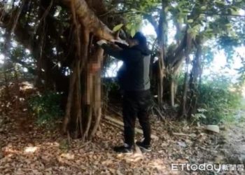 傳統民俗「死貓吊樹頭」!專家解析背後風水避煞邏輯