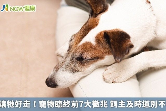 專家教您如何陪伴末期癌症狗狗走最後一程