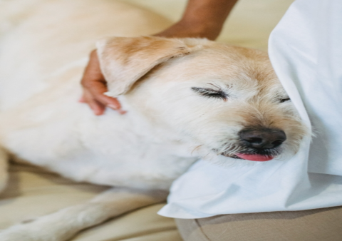 狗狗臨終時為何想離開家?從動物本能解讀牠們的最後選擇
