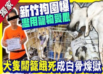 新竹社區共養野狗!全數結紮 咬人事件零發生