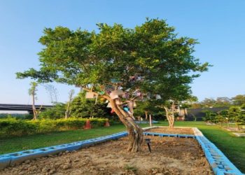 寵物樹葬選榕樹招福？台灣風水師曝安葬方位 3 大禁忌