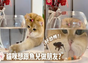 貓咪專屬「魚景房」走紅,中間空心設計互動不抓魚