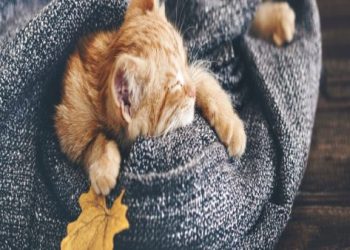 2026年常見寵物殯葬方式：火化、樹葬與紀念保存