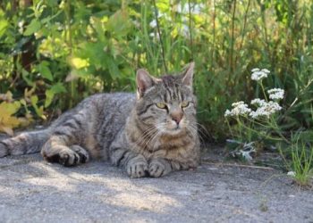 貓咪耳標是什麼？TNR 結紮標記 避免二次手術風險