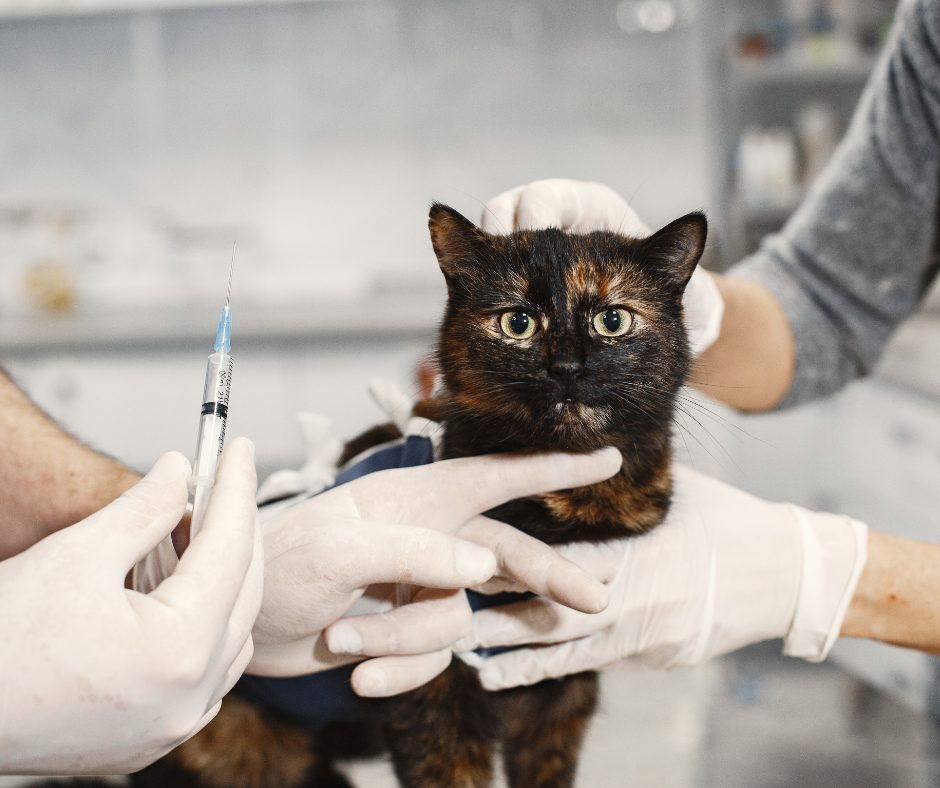 貓晶片植入會痛嗎?主人經驗與安全提醒!