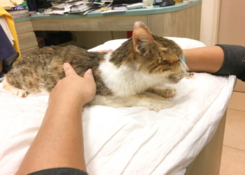 寵物腎臟衰竭有哪些症狀？從多飲多尿到噁心嘔吐的歷程