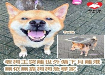 老年犬離世前的症狀清單,請勿忽略,把握見最後一面的機會