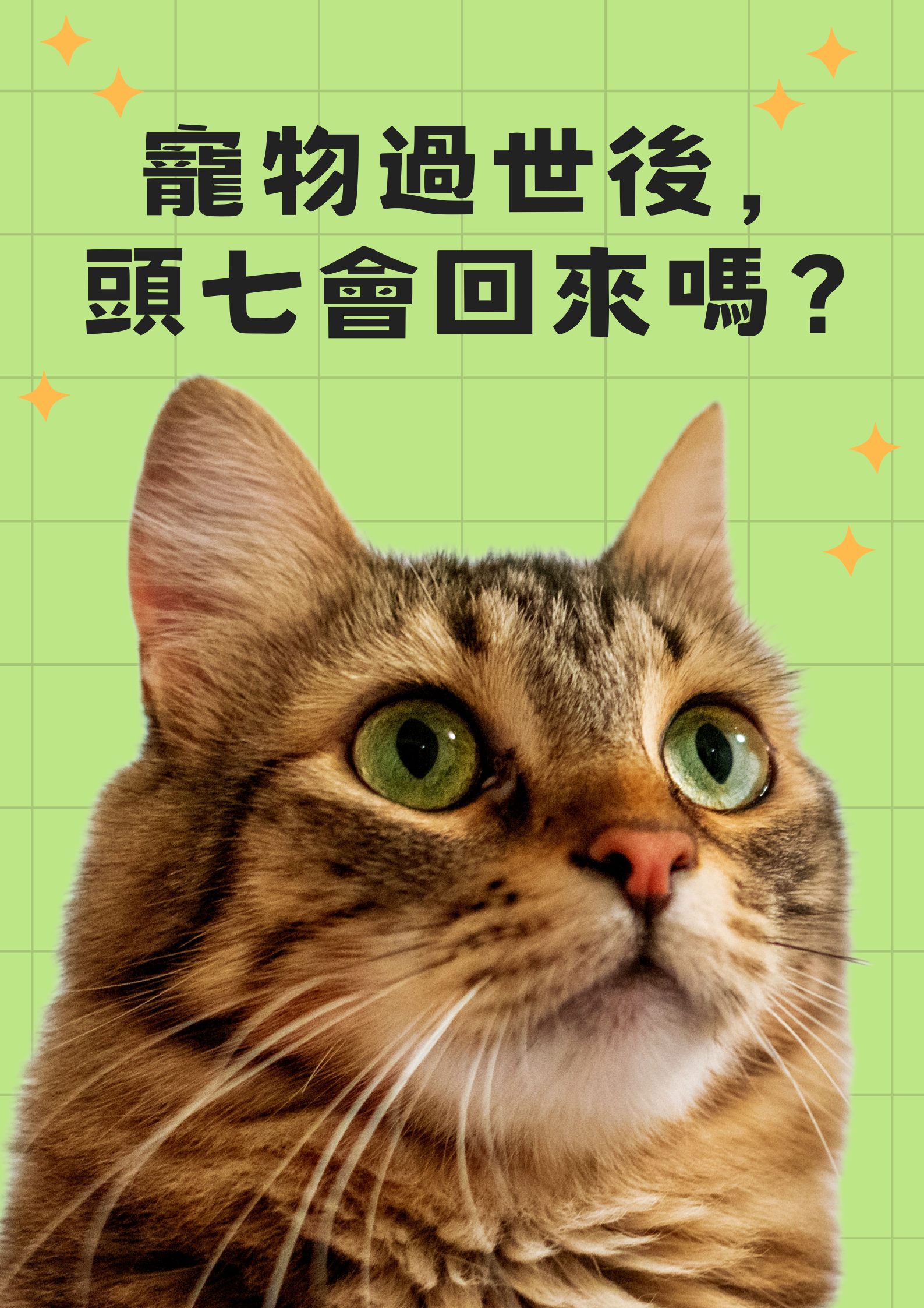 寵物頭七會回來注意啥?主人必學這些注意事項!