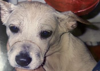 狗狗臨死前總愛躲起來？從動物天性解讀背後的原因