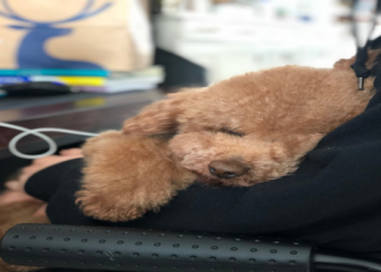 寵物離世後骨灰如何處理？5種常見方式與優缺點比較