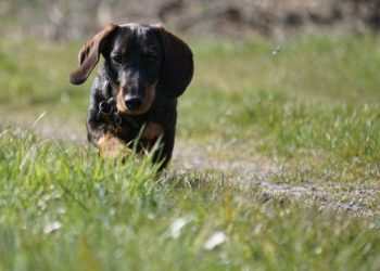 貓狗腎衰竭營養學全攻略：症狀分期與對應飲食管理指南