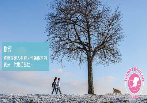 我把愛犬骨灰種成櫻花樹:台灣寵物樹葬的感人實踐故事