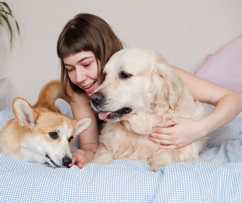 寵物在家死亡如何處理:安撫情緒的實際處理程序說明