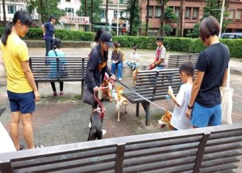 隱睾檢查納入發證流程主人快來看看 新北市寵物登記換新規定重點全整理